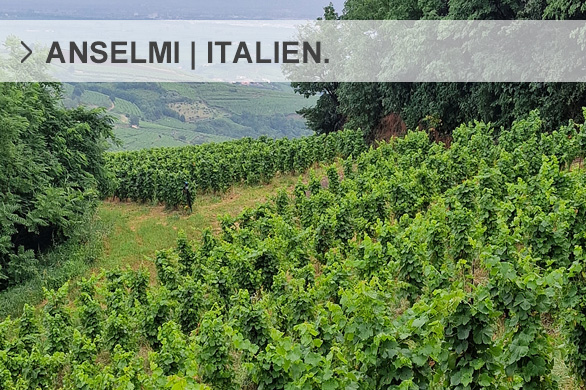 Weingut Anselmi