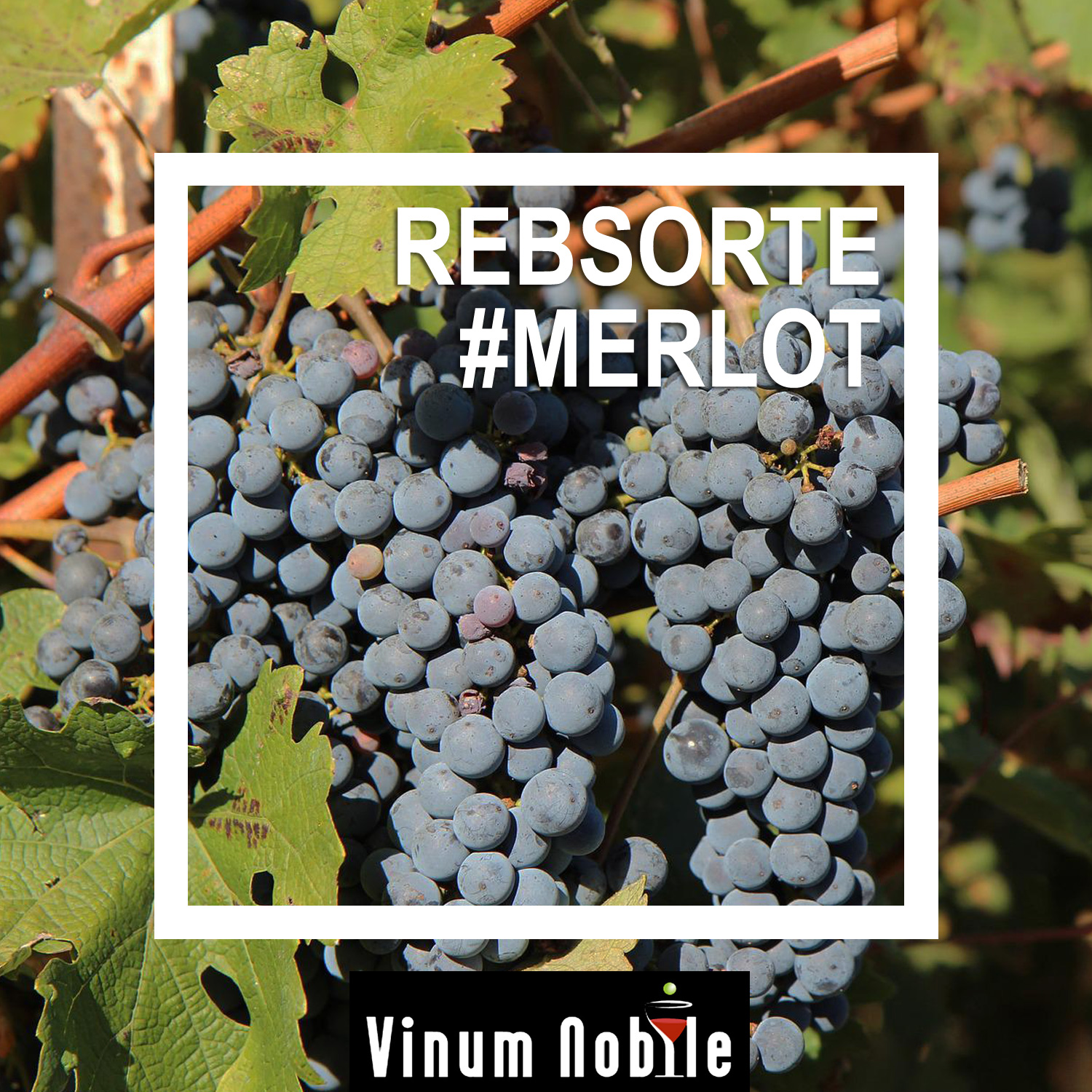 Rotwein mit der Rebsorte Merlot