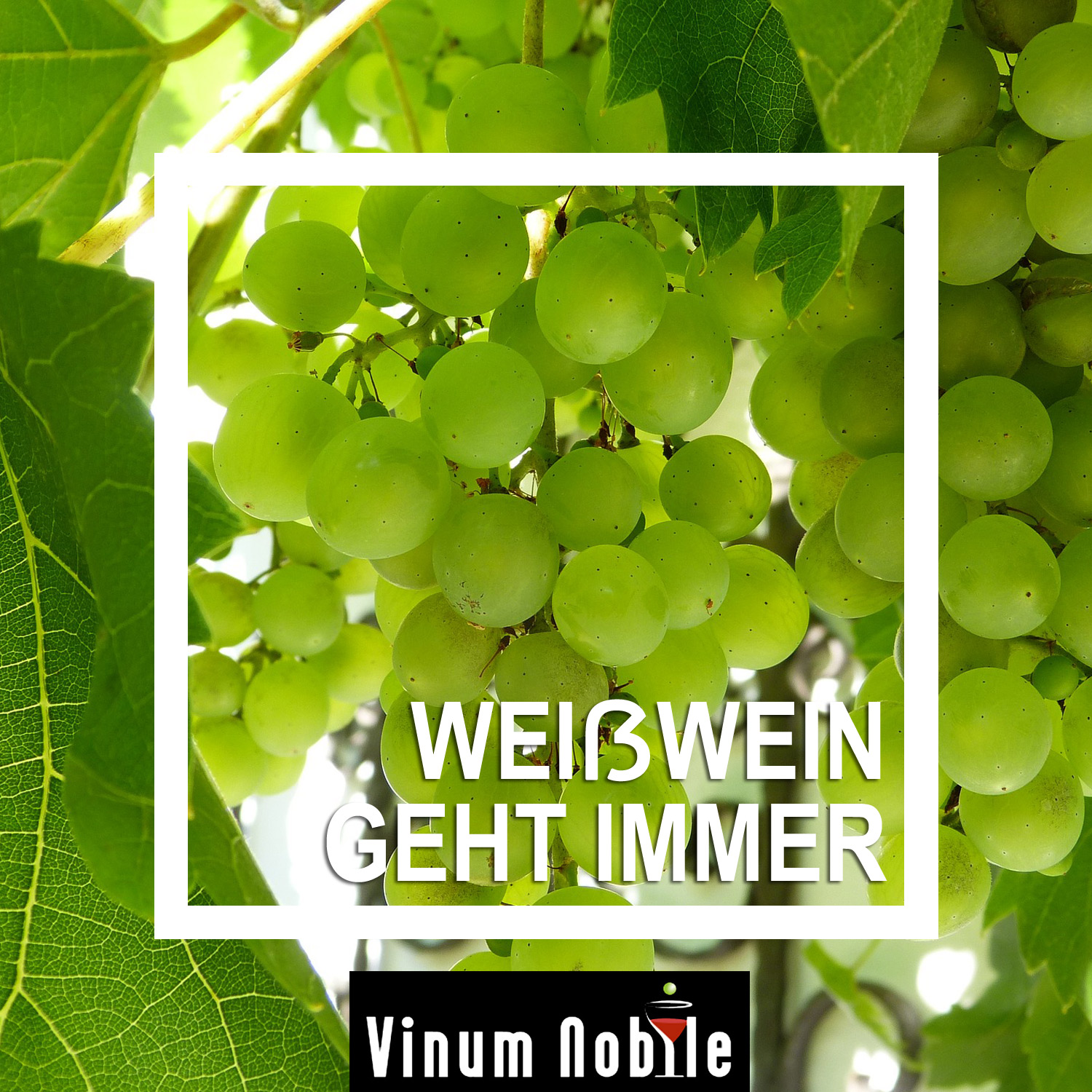 Genießen Sie diesen schmackhaften Weißwein Genießen Sie diesen schmackhaften Weißwein