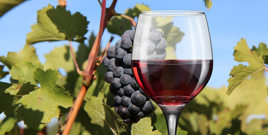 Die Rotwein Rebsorte Merlot Die Rotwein Rebsorte Merlot