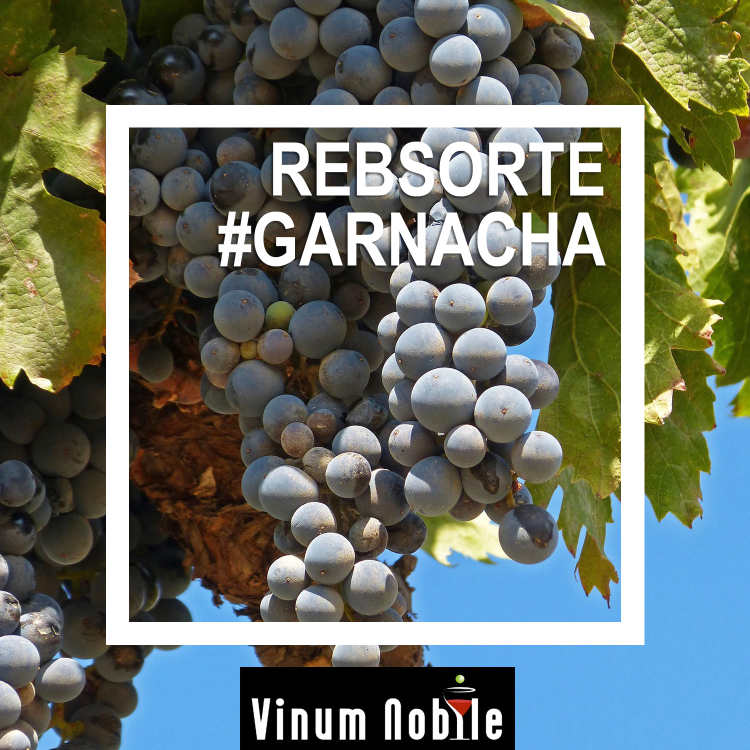 Rotwein mit der Rebsorte Garnacha Rotwein mit der Rebsorte Garnacha
