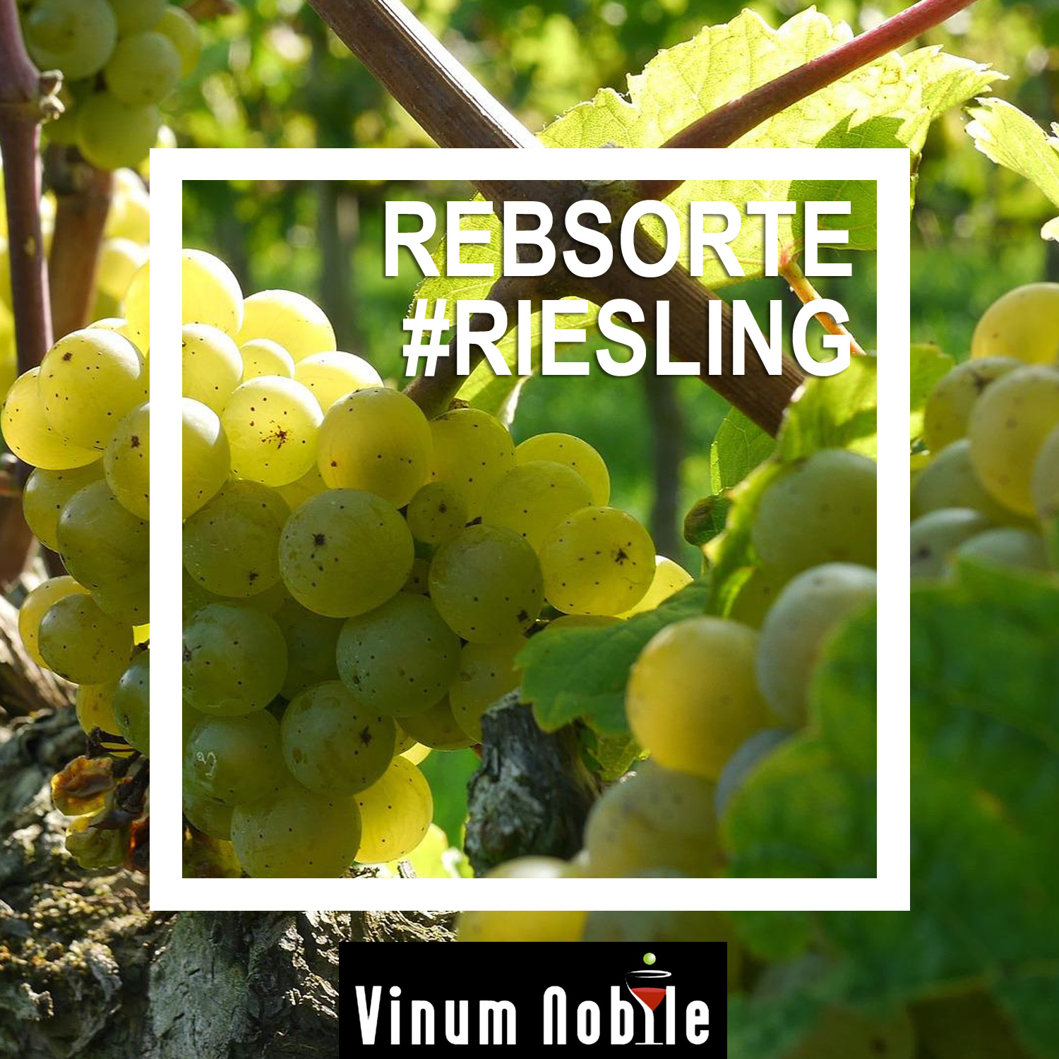 Weißwein aus der Rebsorte Riesling Weißwein aus der Rebsorte Riesling