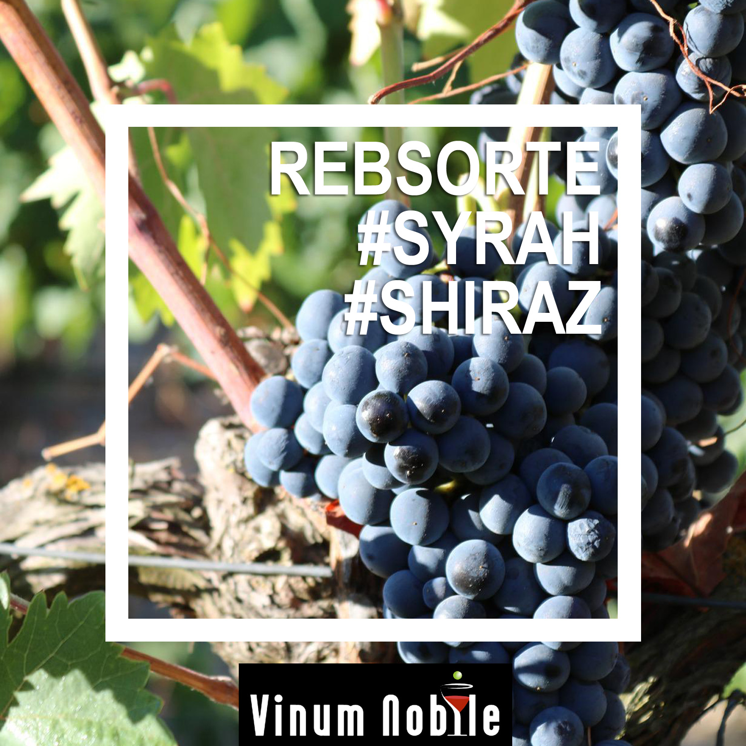 Rotwein mit der Rebsorte Syrah