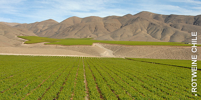 Chilenischer Wein bei Vinum Nobile