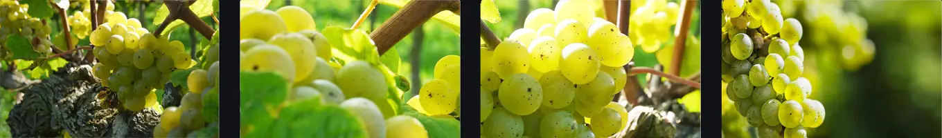 Weißweine nach Rebsorte aufgelistet Weißweine nach Rebsorte aufgelistet