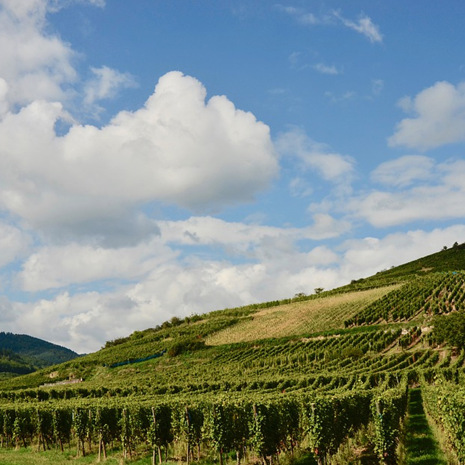 elsass weinberg elsass weinberg