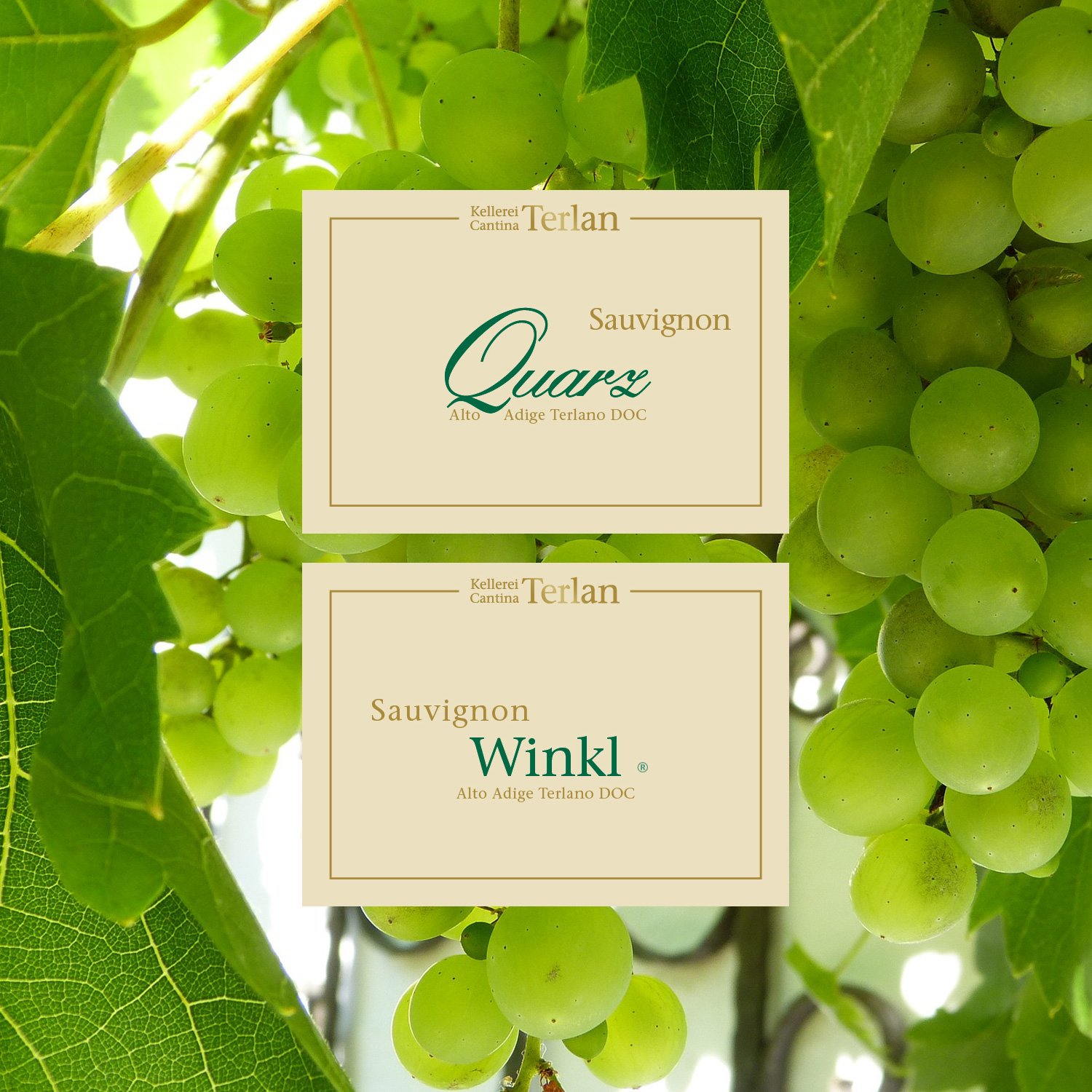 12 Paket Weißweine Sauvignon Blanc Canti