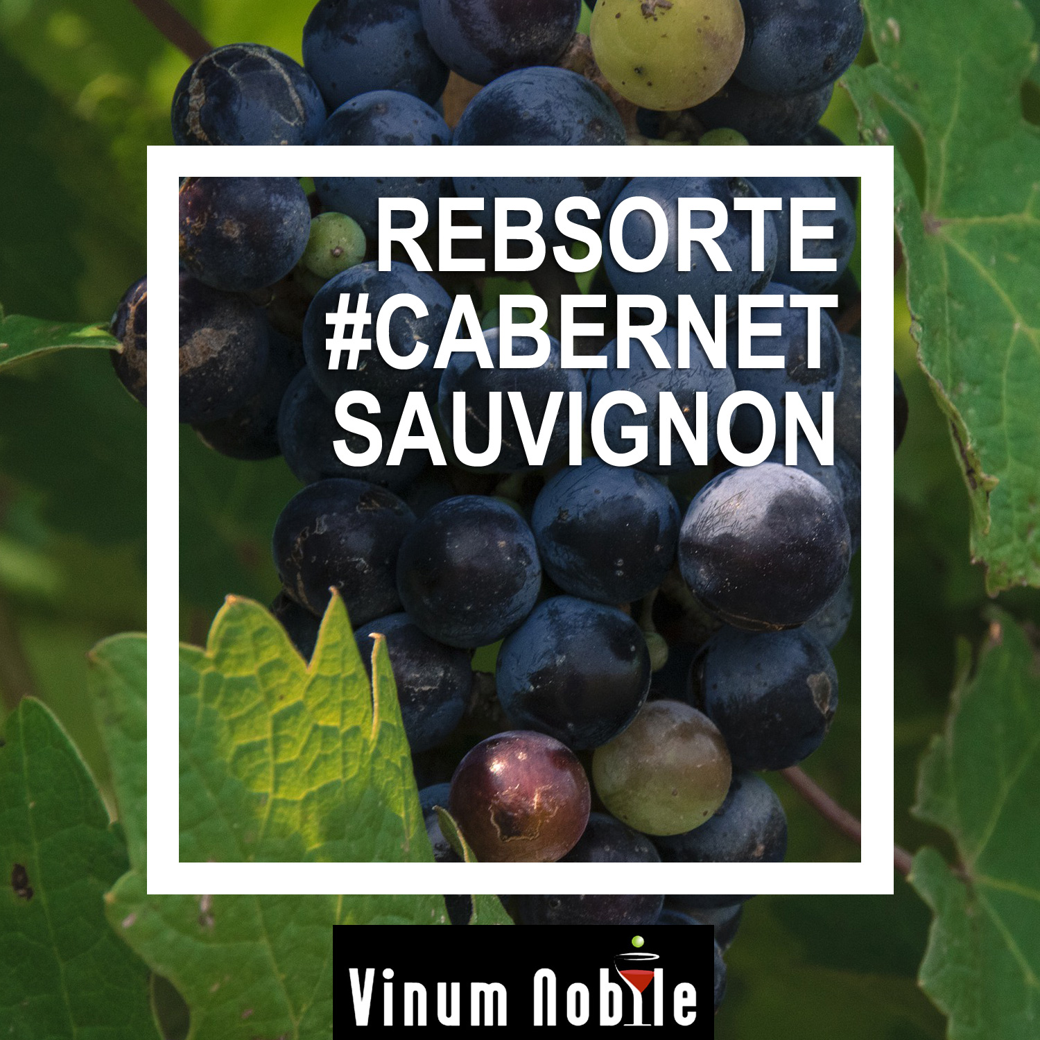 Rotwein mit der Rebsorte Cabernet Sauvignon