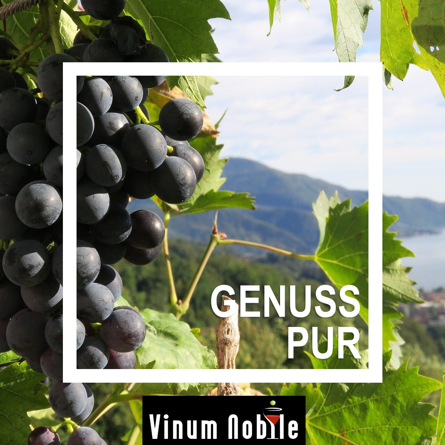 stimmung weinrebe rotwein italien stimmung weinrebe rotwein italien