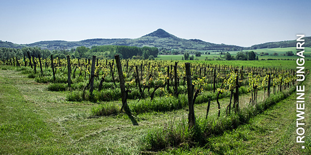 Ungarischer Wein bei Vinum Nobile bestellen