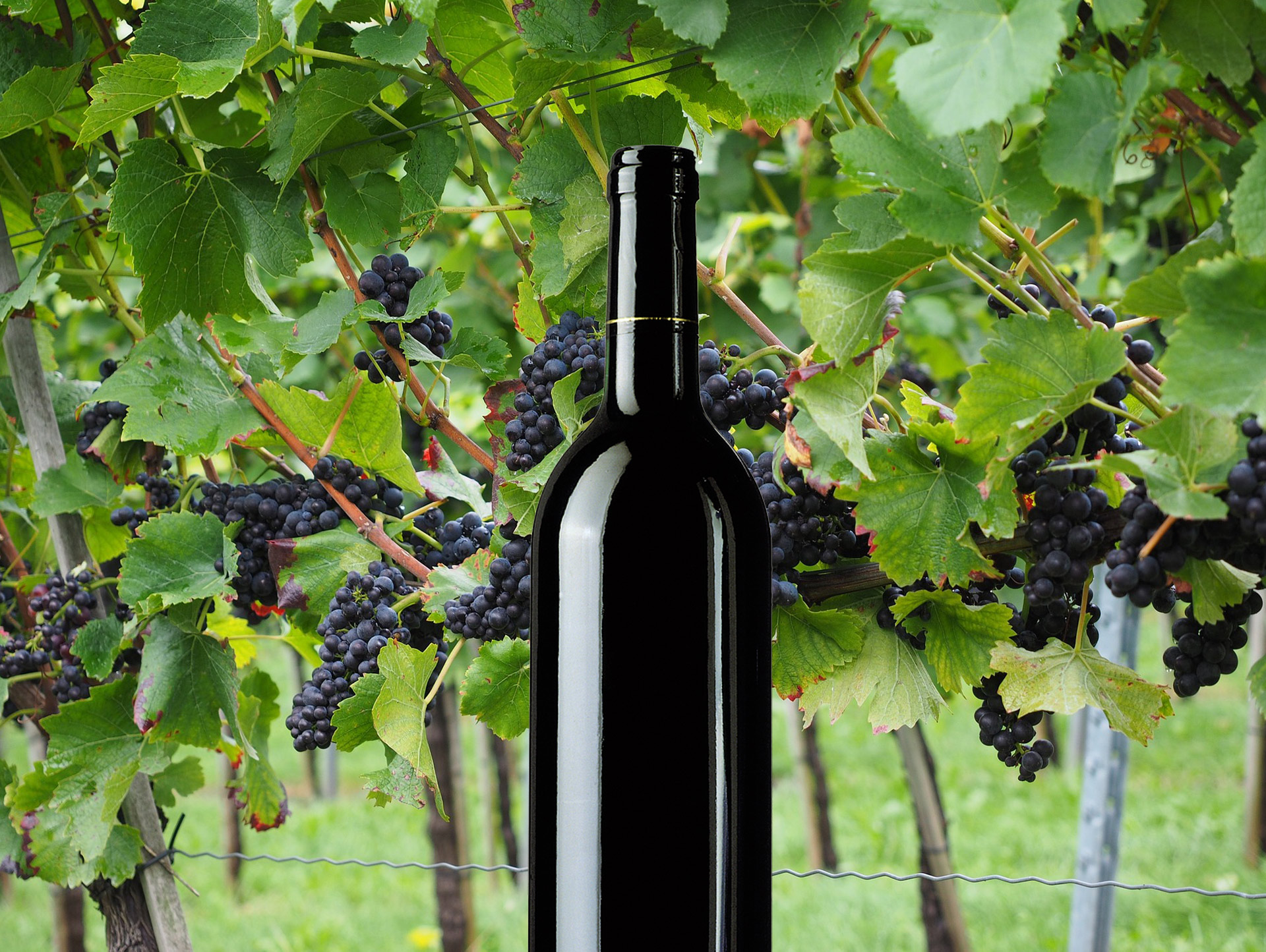 Rotwein Rebsorten und deren Geschmacksrichtung Rotwein Rebsorten und deren Geschmacksrichtung