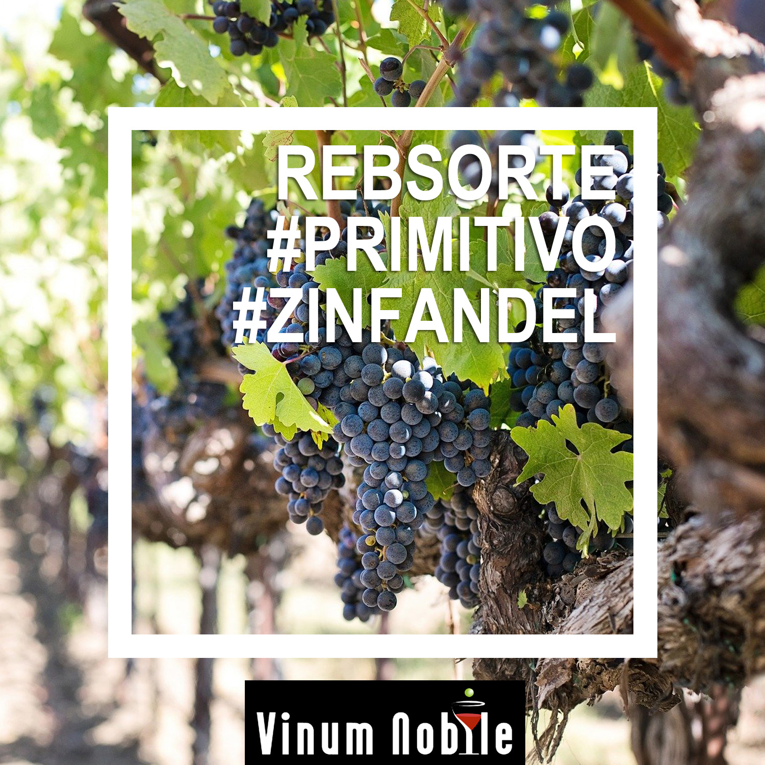 Rotwein mit der Rebsorte Primitivo Rotwein mit der Rebsorte Primitivo