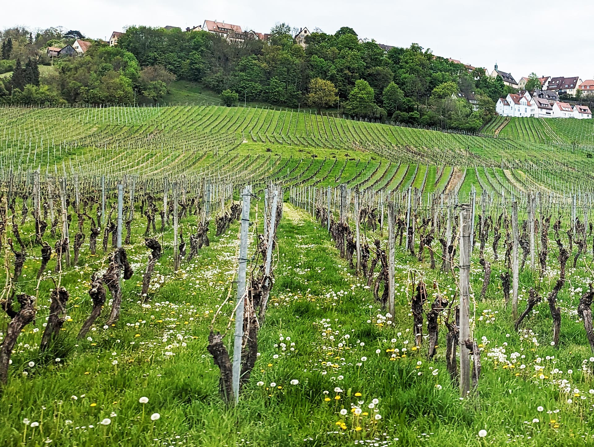 Biologischer Anbau von Weinreben