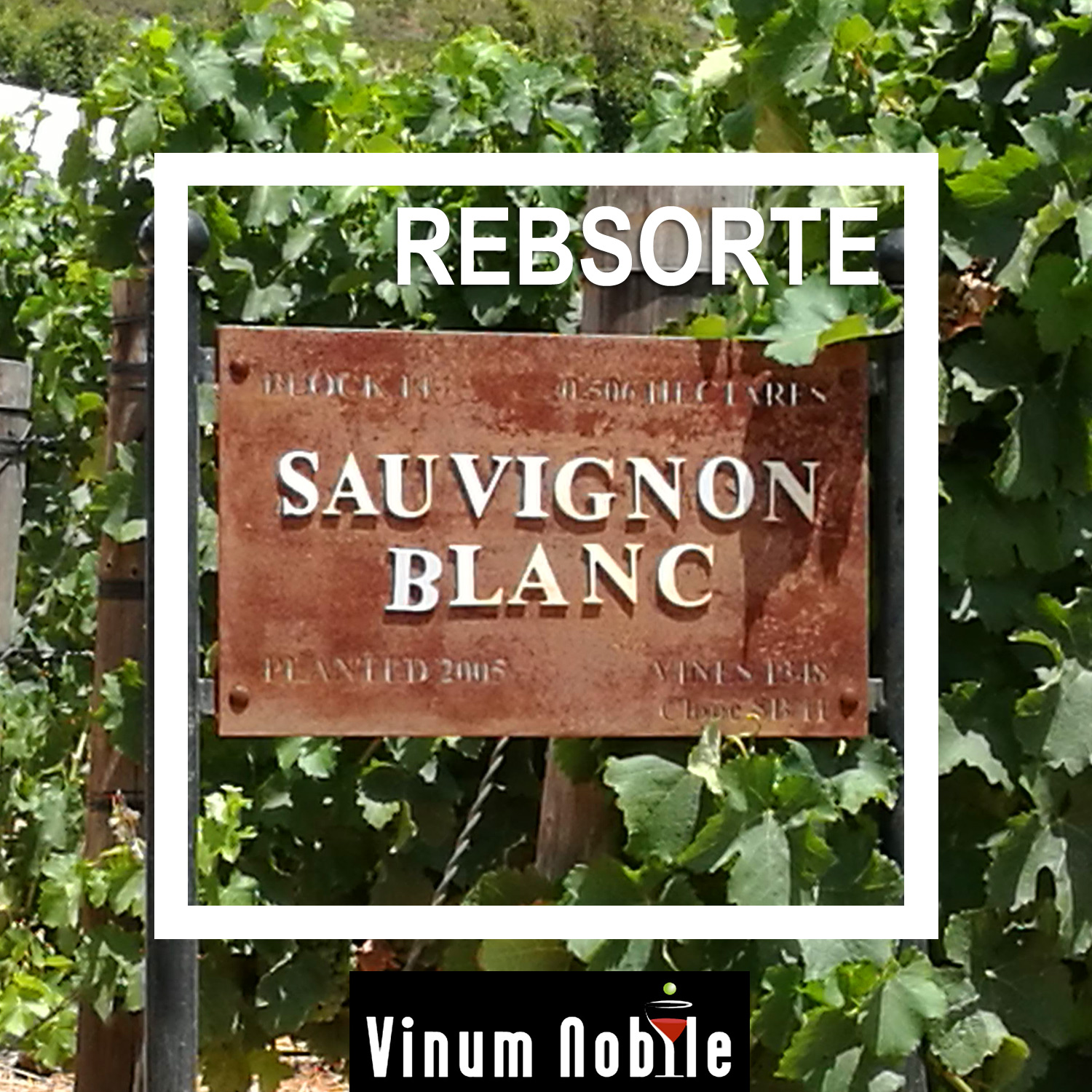 Weißwein mit der Rebsorte  Sauvignon Blanc