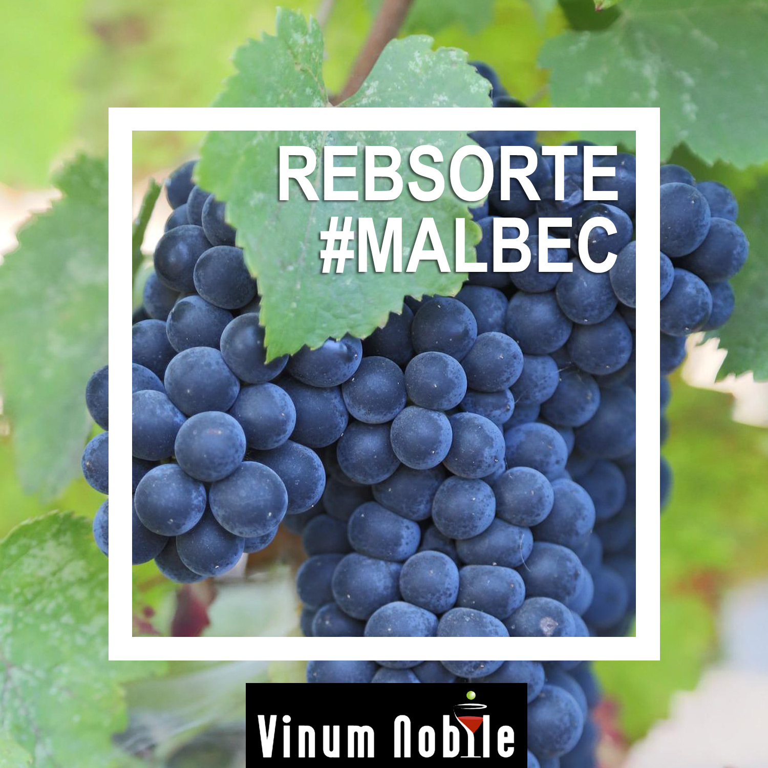 Rotwein mit dieser Rebsorte Rotwein mit dieser Rebsorte