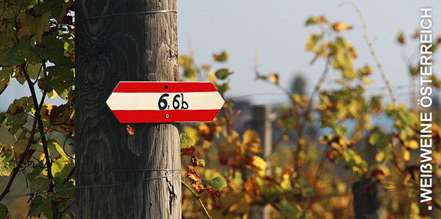 Weißweine aus Österreich