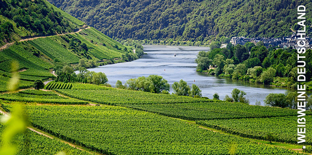 Weißweine aus Deutschland